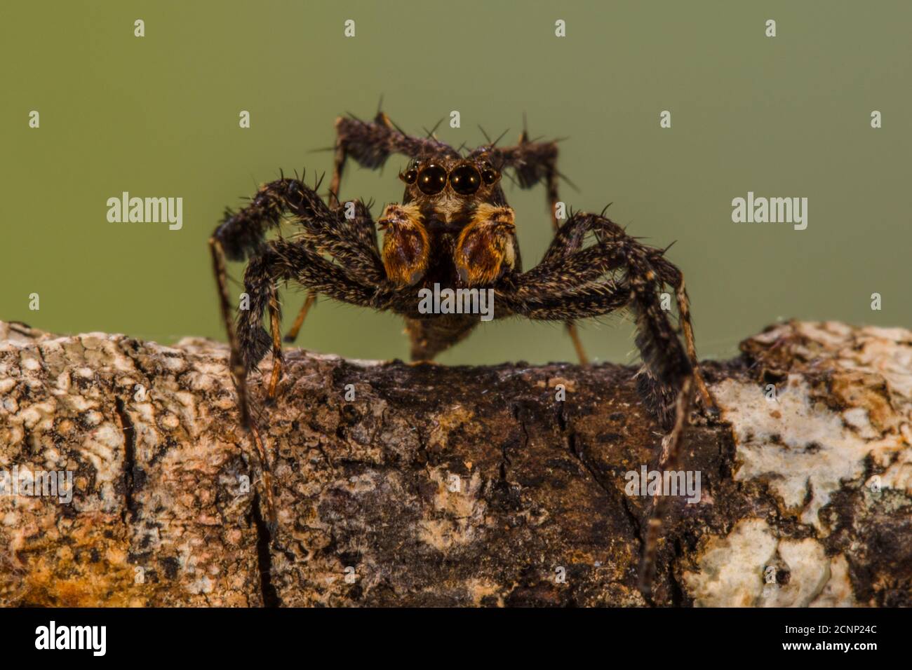 Ritratto in primo piano di un ragno che salta su un ramo, Indonesia Foto Stock