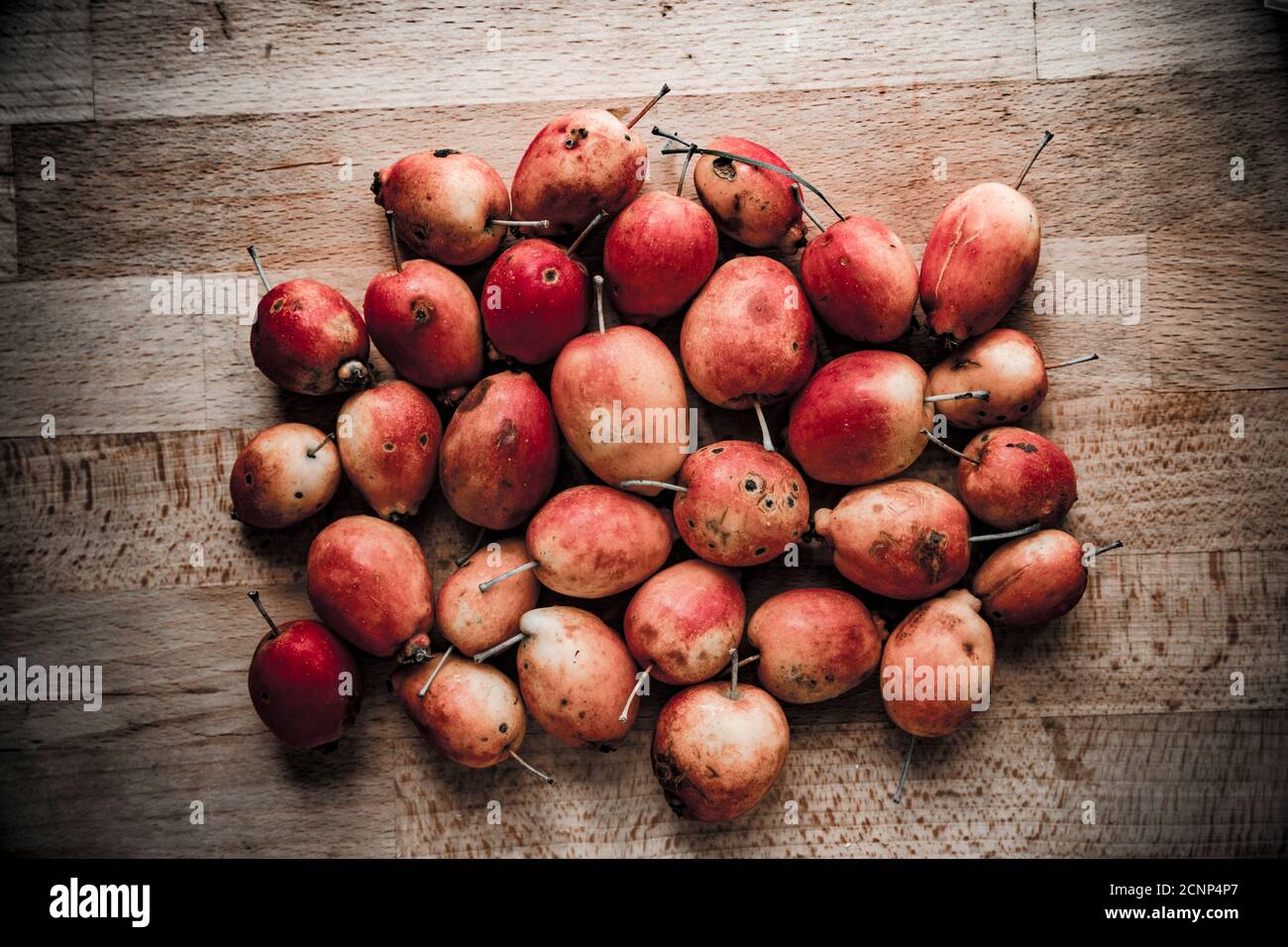 Le mele di granchio di caduta del vento si sono raccolte da un albero che cresce in un parco pubblico. Dorset Inghilterra Regno Unito GB Foto Stock