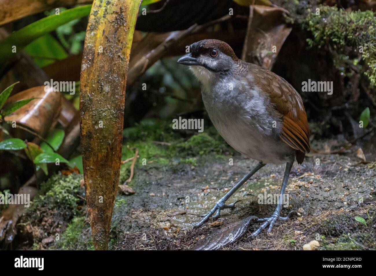 Il raro e minacciato jocotoco antpitta (Grallaria ridgelyi) nella riserva tapichalaca che è stato creato per proteggere questo uccello minacciato ed endemico. Foto Stock