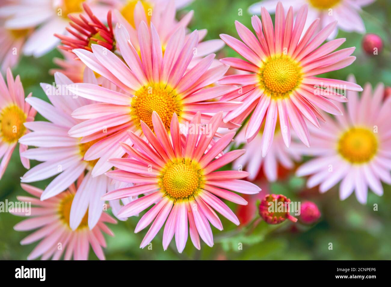 Crisantemi Foto Stock