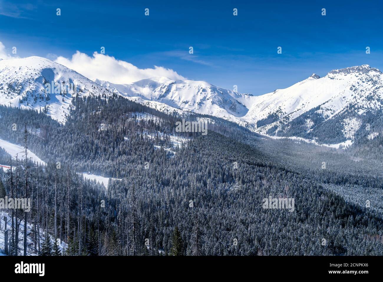 Bella pineta con rivestimento invernale nella valle. Cime innevate dei Monti Tatra, Bukowina Tatrzanska, Polonia Foto Stock