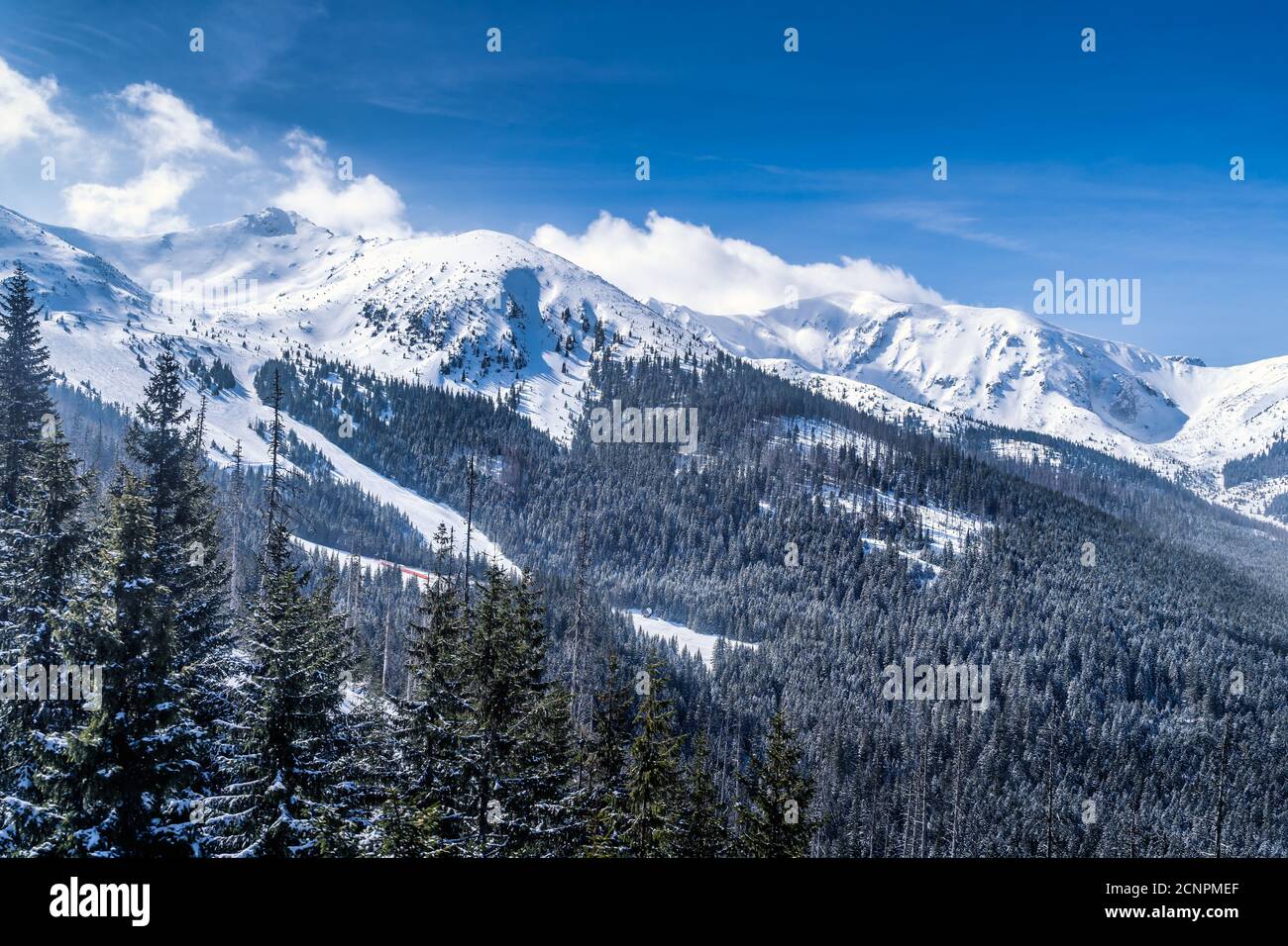 Bella pineta con rivestimento invernale nella valle. Cime innevate dei Monti Tatra, Bukowina Tatrzanska, Polonia Foto Stock