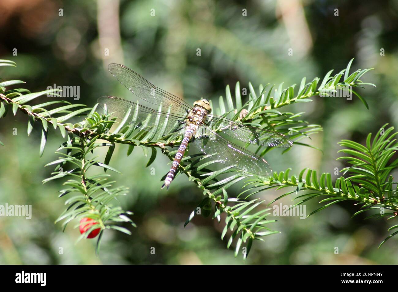 Grande libellula reale su un ramo di pino Foto Stock