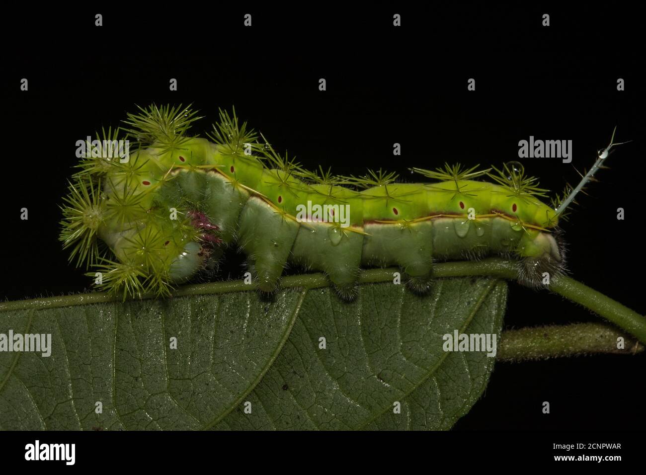 il bruco di una moth Io (Automeris sp.) dall'Ecuador. Foto Stock