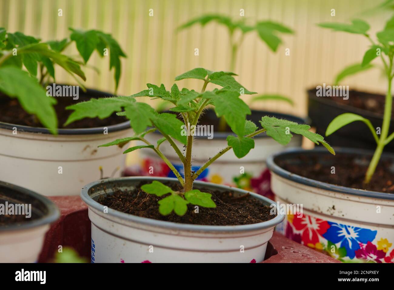 Pomodoro (Solanum lycopersicum), pianta, giovane, allevamento, primo piano Foto Stock