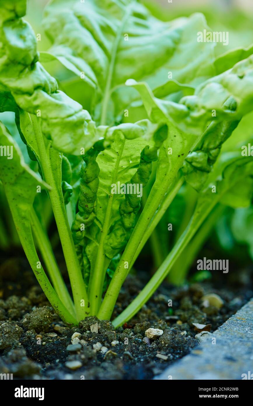 Bietole svizzere (Beta vulgaris subsp. Vulgaris), pianta, letto di fiori, primo piano Foto Stock