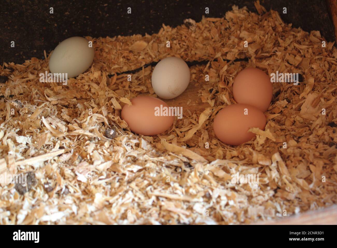 Uova di pollo che posano nel nido Foto Stock