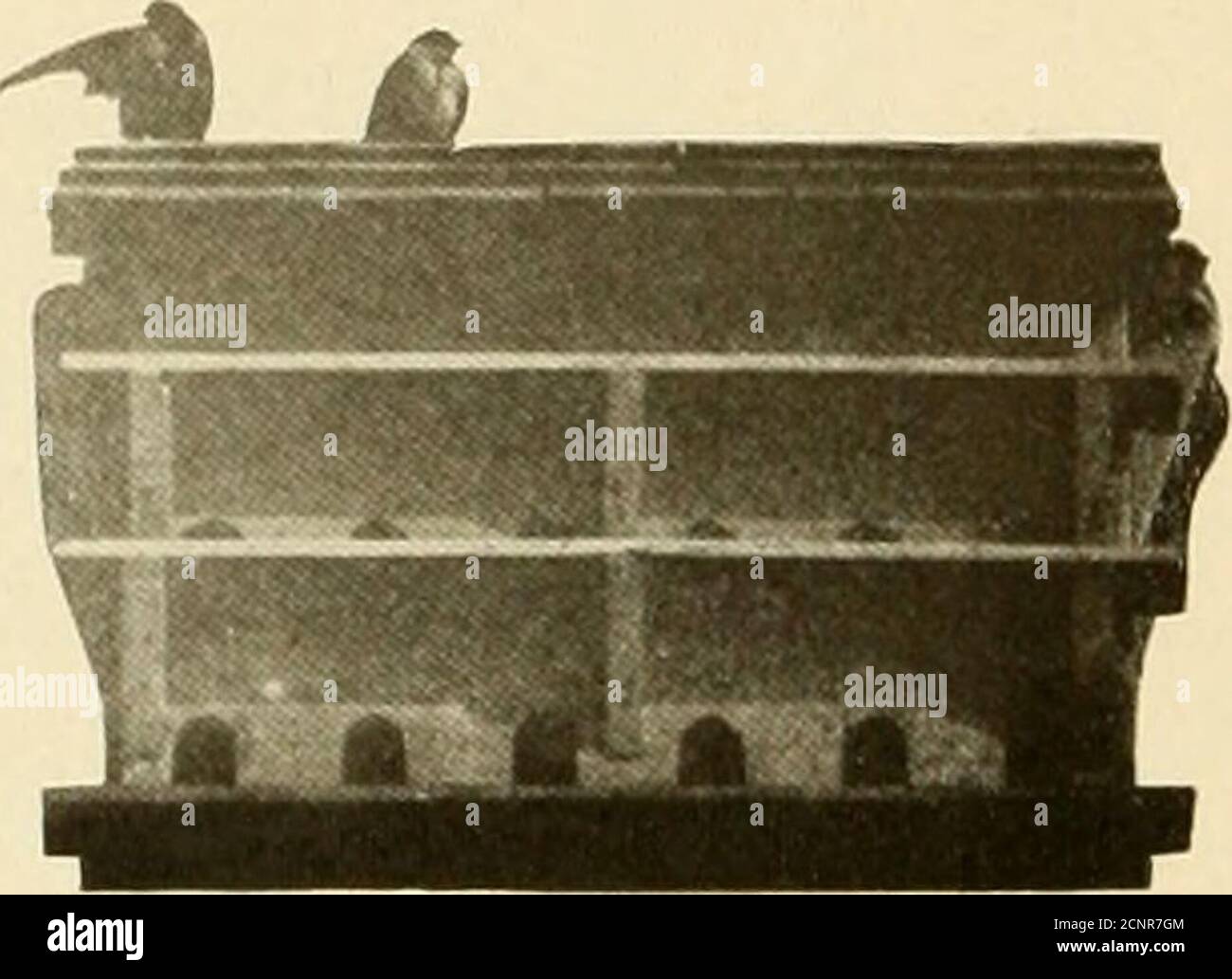 . Gli uccelli dell'Ohio; una descrizione scientifica e popolare completa delle 320 specie di uccelli trovati nello stato . LA CASA M.ARTIN. 274 LA RUPE DEGLUTÌ, con l'ultima specie chiamata, e l'l)irds sembra aver raggiunto un uiodiisvkciidi su terreni pacifici. Alla fine della stagione di allevamento i Martini non sono più confinati al sito di nidificazione, ma variano liberamente di giorno, e si riuniscono in grande compagnia-^per rogare di notte. A volte la cresta o il cornicione di un edificio è usato per questo scopo, ma oftener il ricorso degli uccelli ad alcuni boschi non frequentati o luogo fuori-del-wav. Nell'estate del 1901 Foto Stock