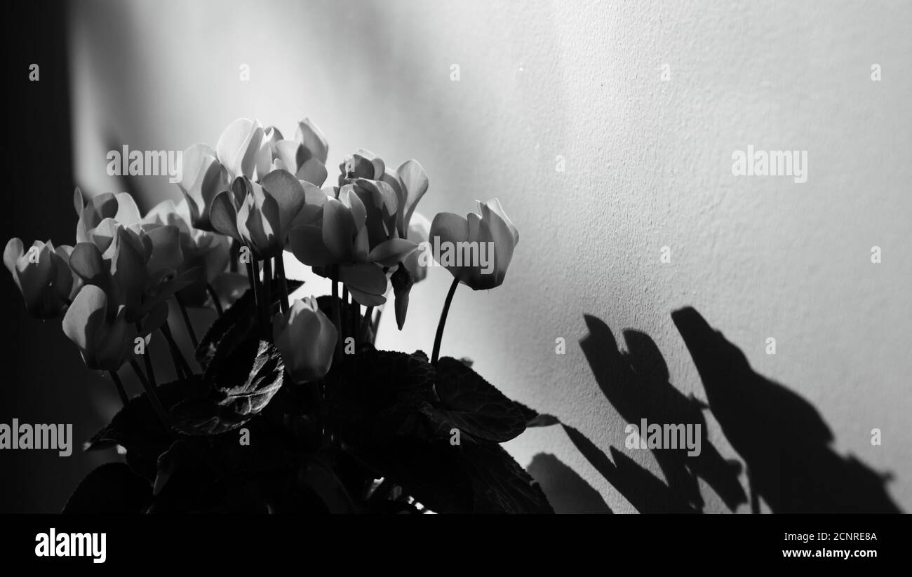 Concetto di dolore. I fiori di ciclamino ombreggiano le silhouette contro il muro. Sfondo astratto. Un gioco di luce e ombra. Foto in bianco e nero. Foto Stock