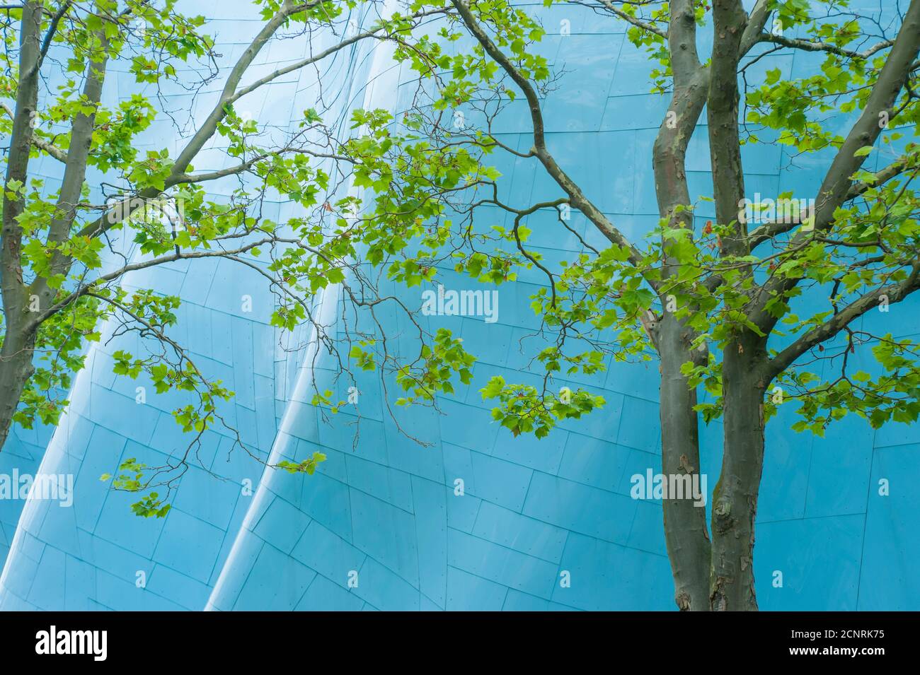 Un albero di fronte all'architettura metallica del Museum of Pop Culture (progettato da Frank O. Gehry) al Seattle Center di Seattle, Washington state Foto Stock