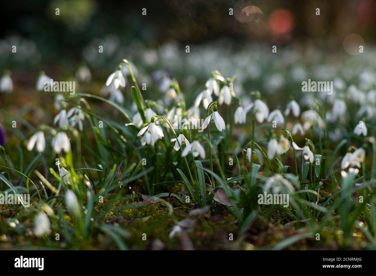 Racchette da neve in giardino, primavera Foto Stock