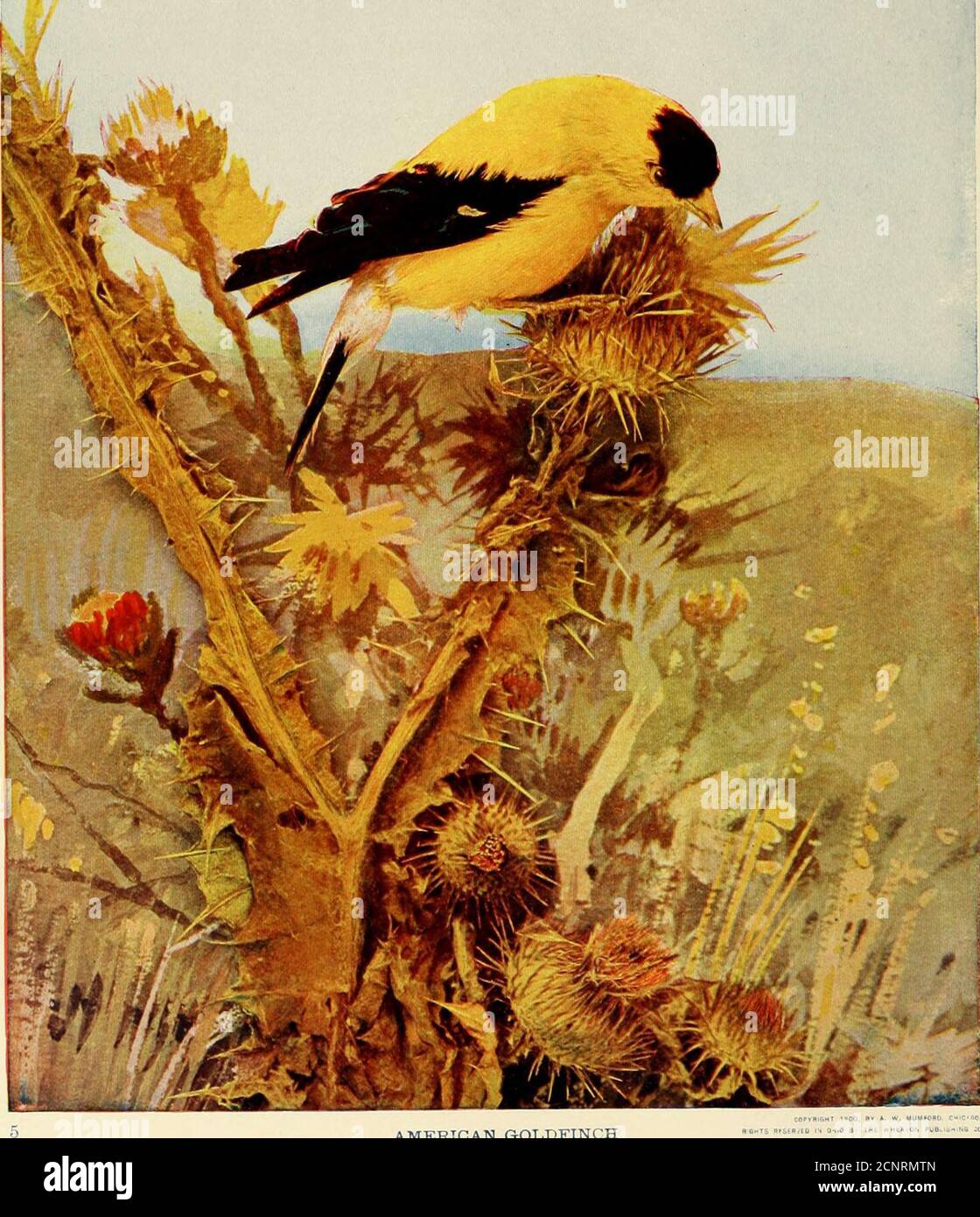 . Gli uccelli dell'Ohio; una descrizione scientifica e popolare completa delle 320 specie di uccelli trovati nello stato . AMERICAN GOLDFINCHJa Life-size IL GOLDFINCH AMERICANO. 47 Siamo ricompensati per la nostra ospitalità occasionale dalla vista di Redpollat suo meglio. Durante l'attuale stagione di allevamento, ci viene detto da un osservatore competente in Groenlandia, Holboell, il maschio non solo diventa superiore shy butloses sua colorazione rosata. Non si può certo supporre che questa perdita di colore sia una misura protettiva, ma piuttosto che sia il risultato delle esaurienti fatiche della stagione. Natura, in quello che vieta Foto Stock