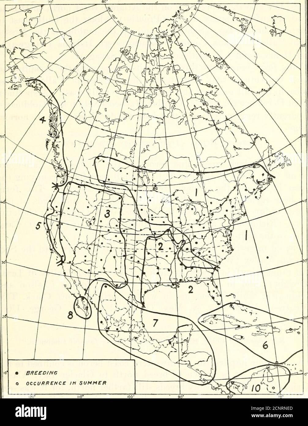 . Distribuzione e migrazione degli aironi nordamericani e dei loro alleati . Abbott). Si verifica ad ovest in migrazione a Prospect Lake, B. C. (esemplare in American Museum of Natural History), e probablybreeds nel sud-est della Columbia Britannica. La specie una volta nidificata in Bermuda nel 1846 (Wedderburn), da allora Butha è stato conosciuto là come un migrante soltanto. Gamma invernale.- la gamma invernale regolare di tipiche erodiade ex-tende a sud a Micco. (Bangs) ; Castleberry, Alan. (Matthews) ; e a Camargo. Tamaulipas (Goldman). La specie varia l'inverno del nord a Raleigh, X. C. (Brimley) : Capo Charles, Va. (Cha Foto Stock