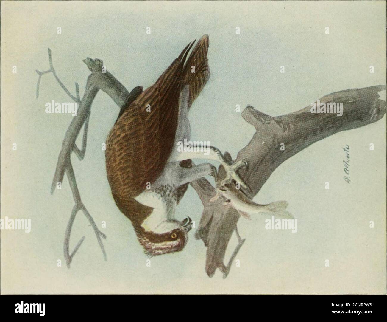 . Il libro degli uccelli; uccelli comuni di città e paese e uccelli di selvaggina americani . 66 OSPREY (Pandion haliaetus carolinensis) CALVO EAGLE (Haliaetus leucocefalo lunghezza, circa 23 pollici. Le grandi dimensioni, le parti superiori marroni e le parti inferiori bianche sono caratteristiche distintive. Gamma: Razze dal nord-ovest Alaska, e centrale Canada sud alla costa del Golfo, Messico occidentale e la bassa California: Vincitori dagli Stati Uniti meridionali, LowerCalifornia e ]Iexico all'America Centrale. Un fischio sottile e acuto, l'allarme oltre alla nota di chiamata del falco pescatore, dirige spesso l'attenzione della passera Foto Stock