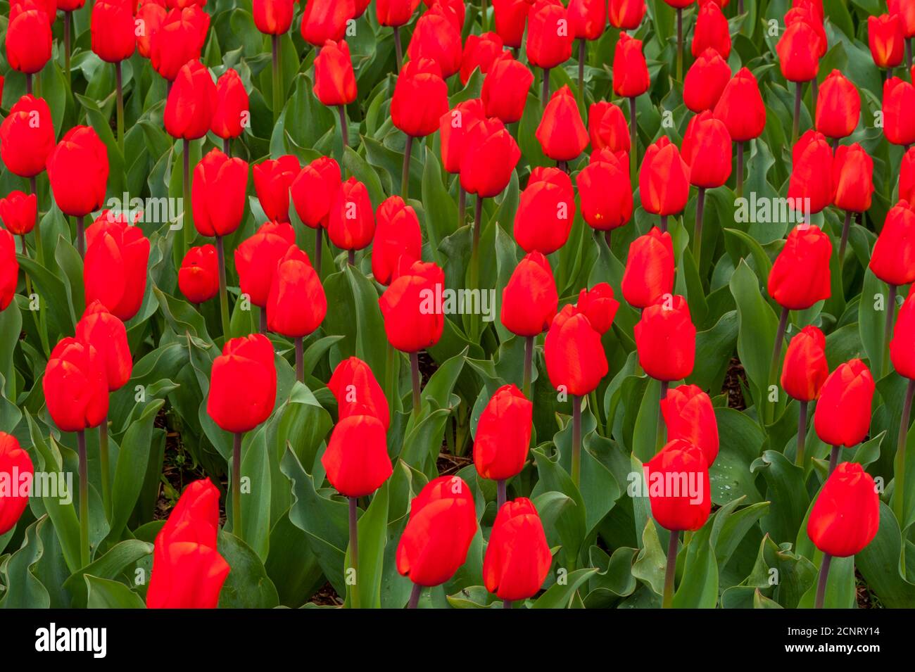 Tulipani rossi al Roozengaarde Display Garden nella Skagit Valley vicino a Mount Vernon, Washington state, USA. Foto Stock