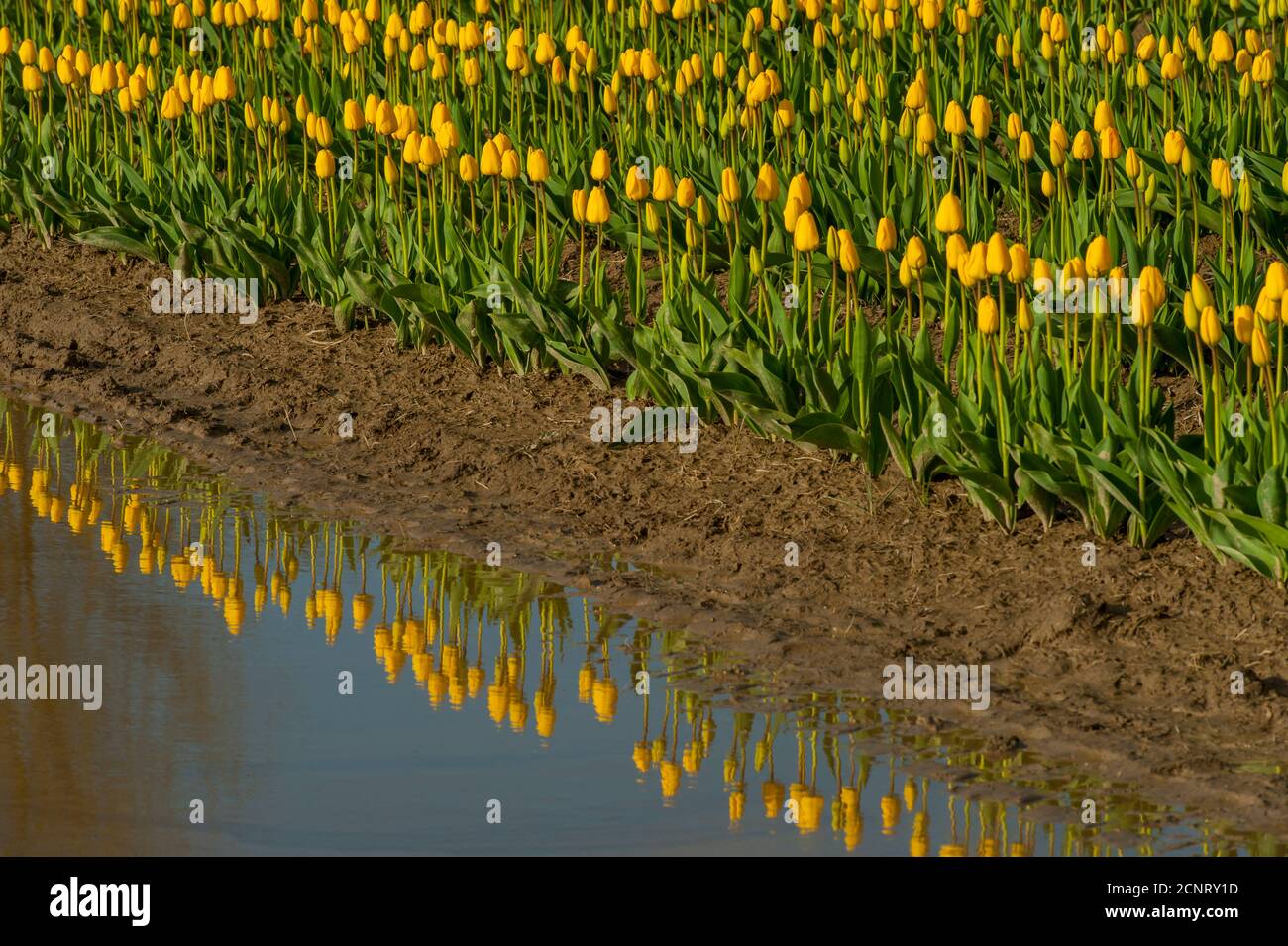 Un campo di tulipani gialli che si riflette in una pozza d'acqua nella Skagit Valley vicino a Mount Vernon, Washington state, USA. Foto Stock