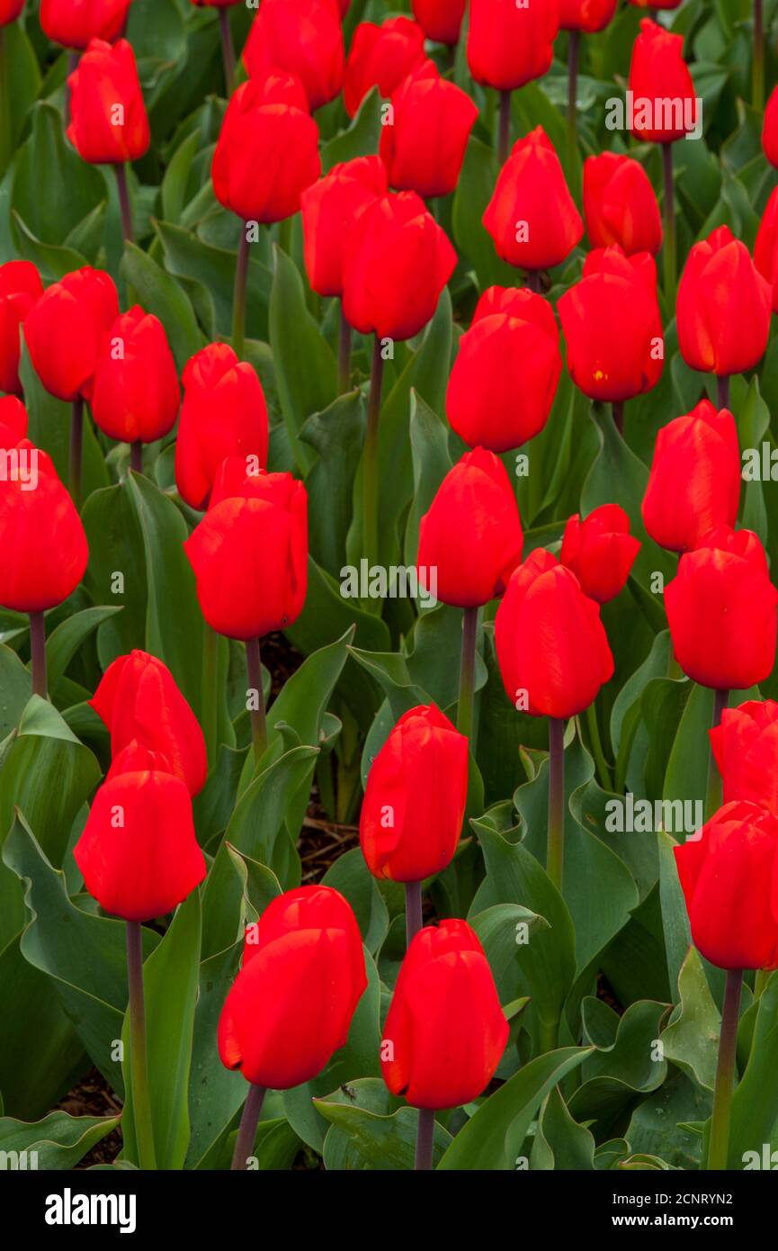Tulipani rossi al Roozengaarde Display Garden nella Skagit Valley vicino a Mount Vernon, Washington state, USA. Foto Stock