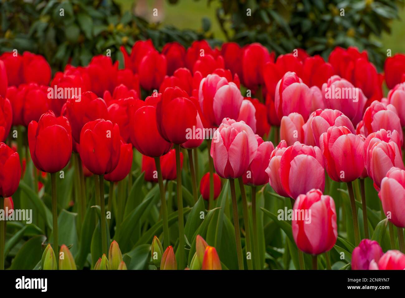 Tulipani rossi e rosa al Roozengaarde Display Garden nella Skagit Valley vicino a Mount Vernon, Washington state, USA. Foto Stock