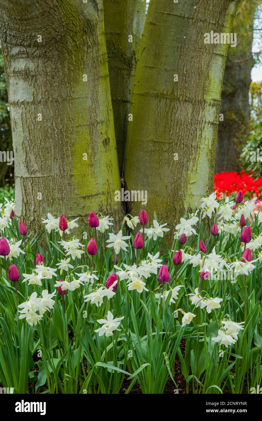 Tulipani e narcisi di fronte ad un albero presso il Roozengaarde Display Garden nella Skagit Valley vicino a Mount Vernon, Washington state, USA. Foto Stock