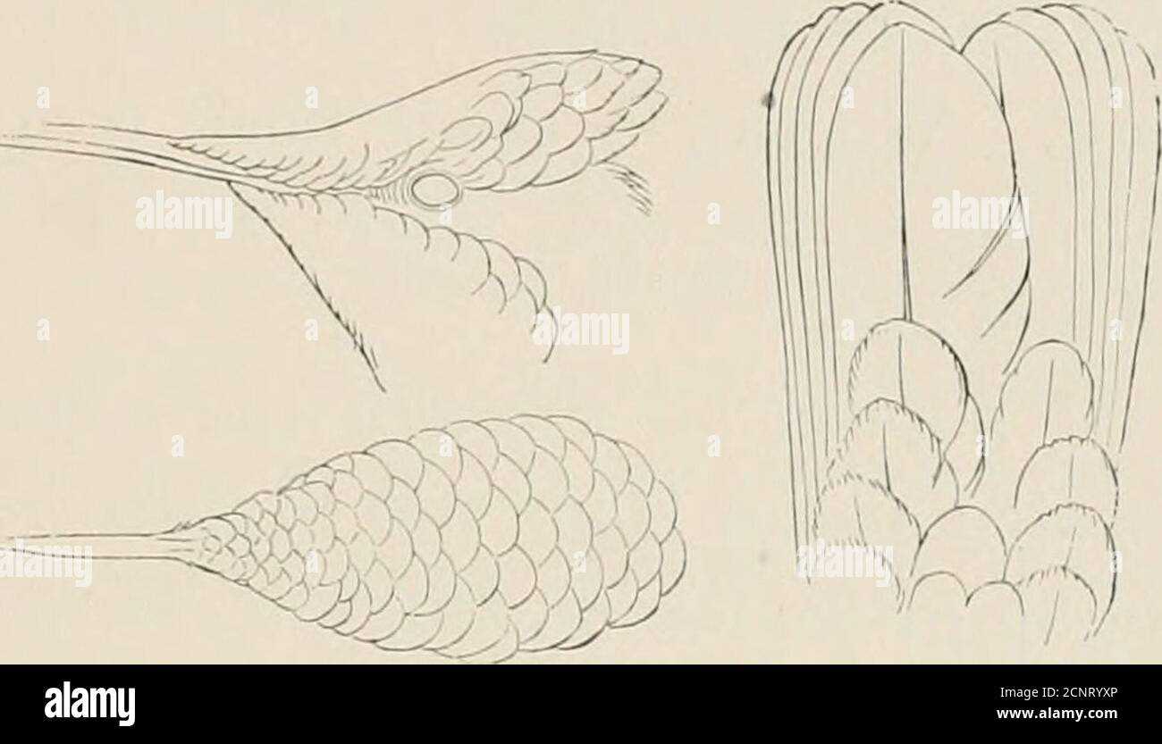 . Un viaggio in volo ai tropici. Un resoconto di una visita ornitologica negli Stati Uniti della Colombia, in Sud America e nell'isola di Curaçao, nelle Indie Occidentali, nell'anno 1892 . PH^THORNIS SUPERCILIOSUS. (Da Elliot.) IL MULO BOAD E GUADUAS. 109. CHLTYSOLAMPIS MOSCHITUS. (Froii Elliot.; piume di rubino sulla corona e alcuni topaz sulla gola.Thong-h abbiamo visto un gran numero di hniniino-uccelli, abbiamo dovuto selectour colpi con attenzione, perché se onefell nel sottobosco spesso, è stato un compito disperato cercare per esso. Abbiamo scoperto che dovevamo aspettare fino a quando non erano su uno spazio aperto altrimenti sparare Foto Stock