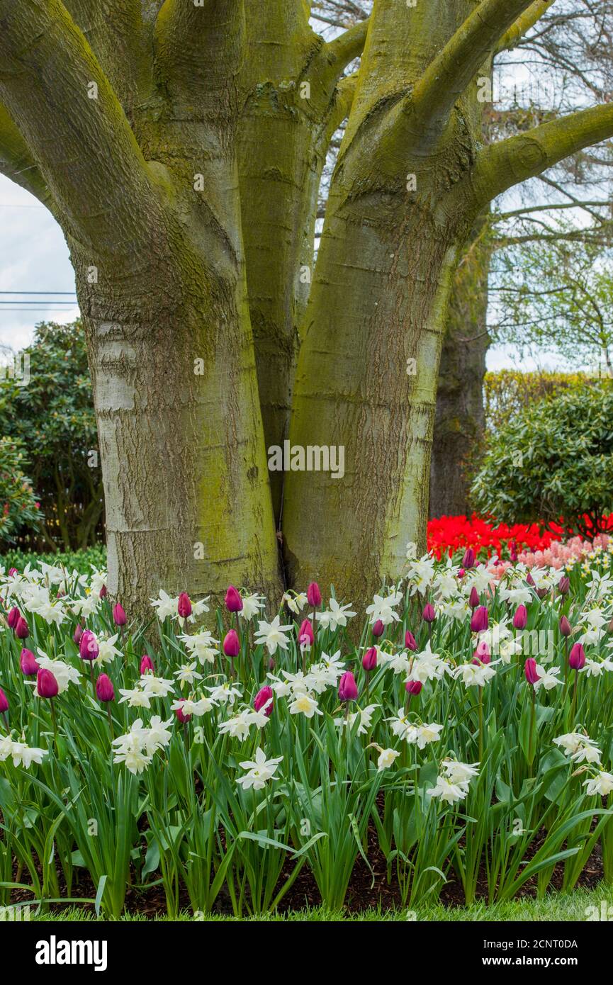 Tulipani e narcisi di fronte ad un albero presso il Roozengaarde Display Garden nella Skagit Valley vicino a Mount Vernon, Washington state, USA. Foto Stock