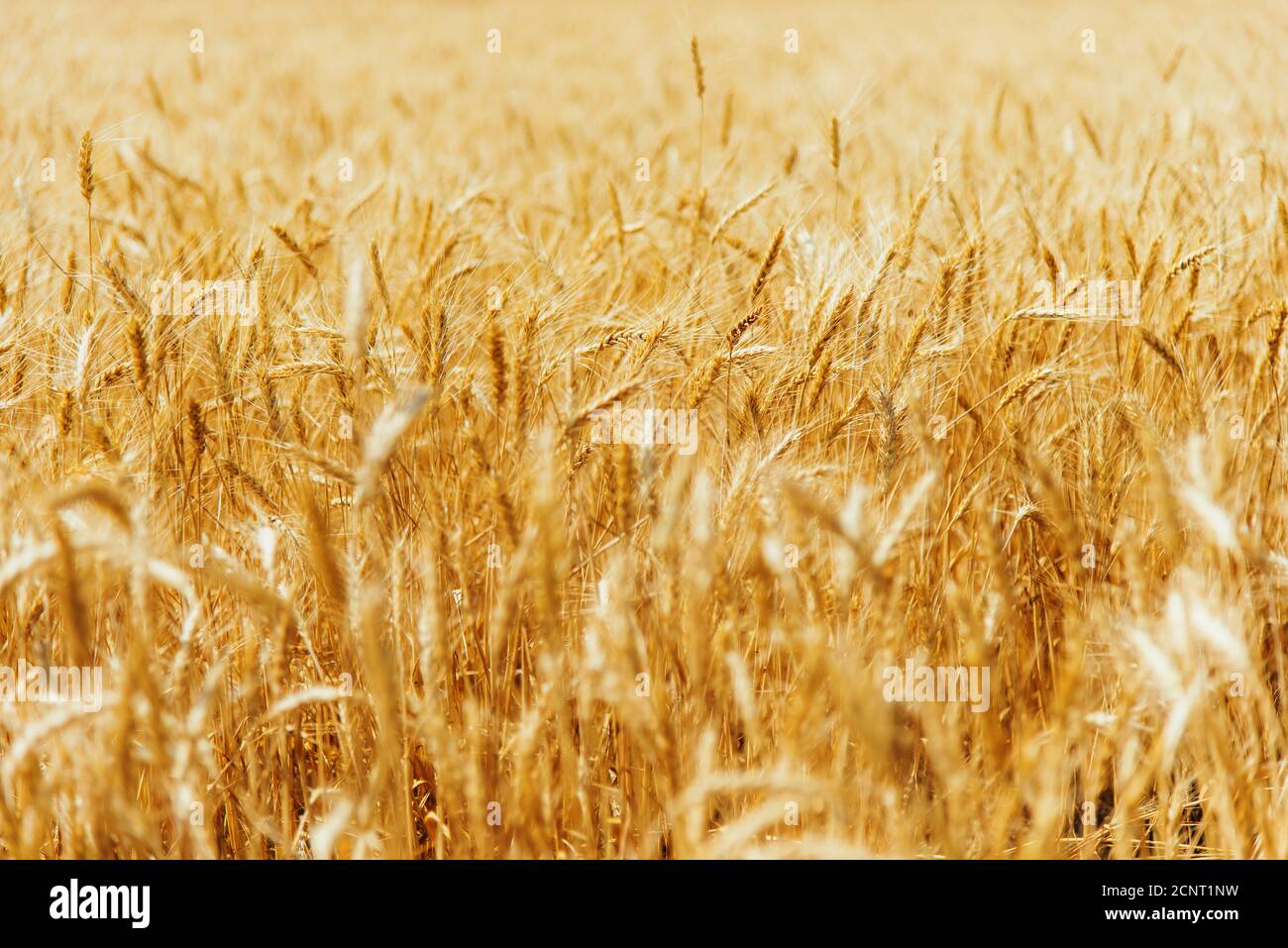 Campo di grano agricolo, ambiente rurale scena Foto Stock