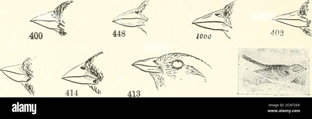 . Gli uccelli del Nord America orientale conosciuti per accadere ad est del meridiano diciannovesimo. . ^, 424 Top of Bill. Lato di 1)111.. P^..^:famiglia jw FRINQILLID/E. Passeri, Finches, mazzetti, ecc. sec pagina 22(j. Primo primario-, non scivoloso, uever meno thau t o terzi noi longas tliird, aud spesso quasi tlie stessa lunghezza; Bill, snello andointed; retro di tarsus, sottile e tagliente, non arrotondato come in avanti; liiido punta e artiglio, non più lungo che medio a(^ e artiglio. 498 Foto Stock