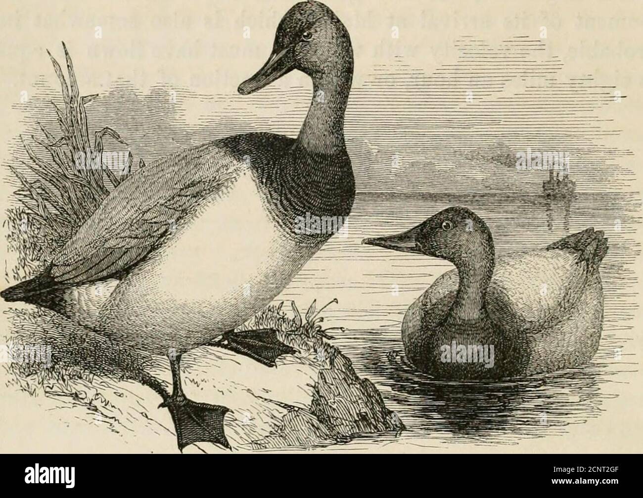 . Lo sportivo americano: Contiene suggerimenti per gli sportivi, note sul tiro, e le abitudini degli uccelli del gioco, e uccelli selvatici dell'America . CAPITOLO XXIII. TELA-POSTERIORE. ANAS VALISINERIA. Ora, tutto intorno a noi, i treni crescenti sembrano.le ali fischianti selvagge su ogni mano che sentiamo;l'allarme di morte fra le loro legioni sparse, in lime immense loro winnow sopra la testa. LA LORO STIMA ALTA. Dalla numerosa famiglia della Tlie Duck Tribe, la famosa Canvas-Back rivendicherà prima la nostra attenzione, poiché la thisspece si pone preminente, sia con gli sportivi che con gli epicuri, per la ricchezza e la delicatezza della sua carne; in Foto Stock