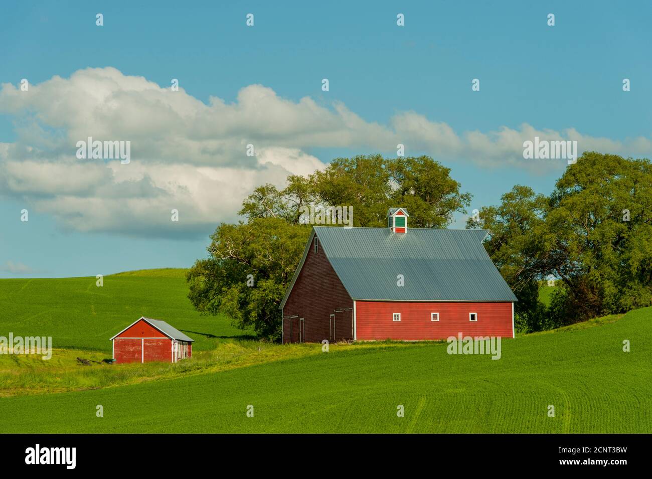 Un granaio rosso in un campo di grano nel Palouse Paese vicino Mosca, Idaho, Stati Uniti. Foto Stock