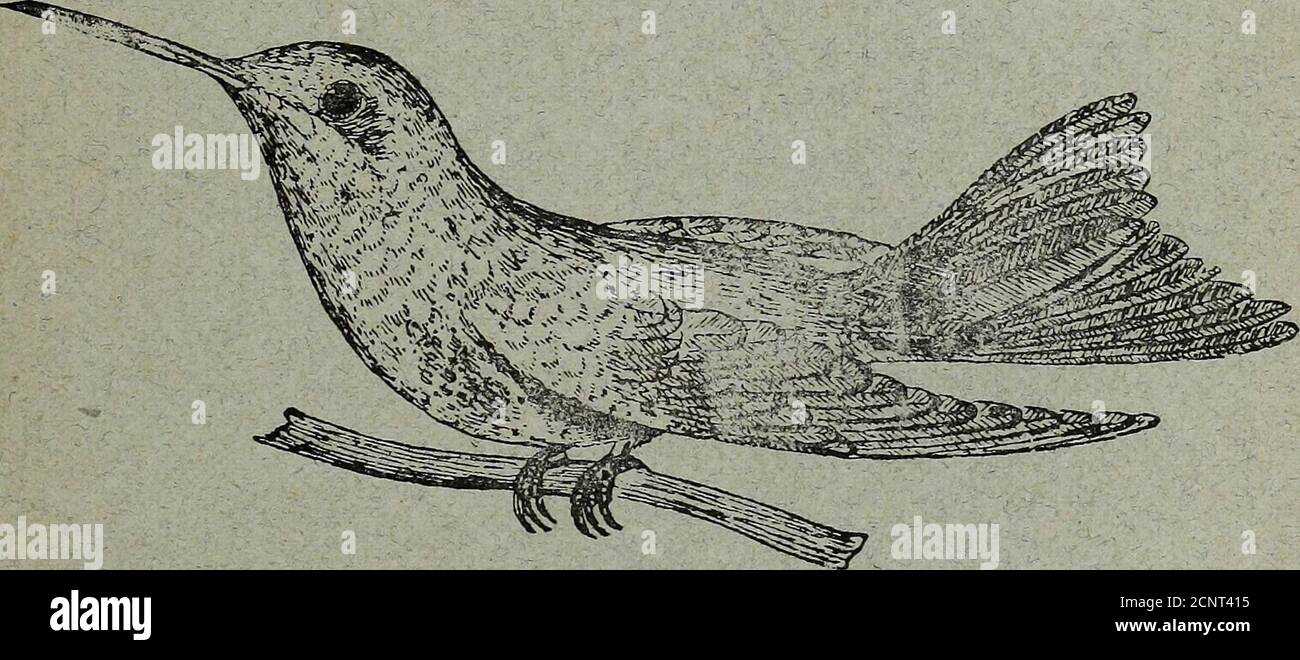 . L'uccello che cuma . Clitolaema rubinea, Gmel. 251 rubinoides, Bourc. 252 aequatorialis, Gould 253 Lafresnaya flavicaudata, Fras. ..254 gayii Bourc. 255 Aglaeactis cucripennis, Bourc. .. 256 caumatonata, Gould 257 pamela, Dorb. 258 Florisuga mellivora, L... 25 g di fusca, Vieil. 260 Oreotrochillus leucopleurus, Gould 261 chimborazo, del 262 pichincha, Bourc. 263 Floricola longirostris, V... 264 ■ pallidiceps, Gould 265 costanti, Del. 266 Lepidolarynx mesoleucus. T. 267 Diflogaena hesperus, Gould .. 268 Helianthea eos, Gould 26g bonapartei, Boiss. 270 typica, Gould 271 Homophania torquata, Bo Foto Stock