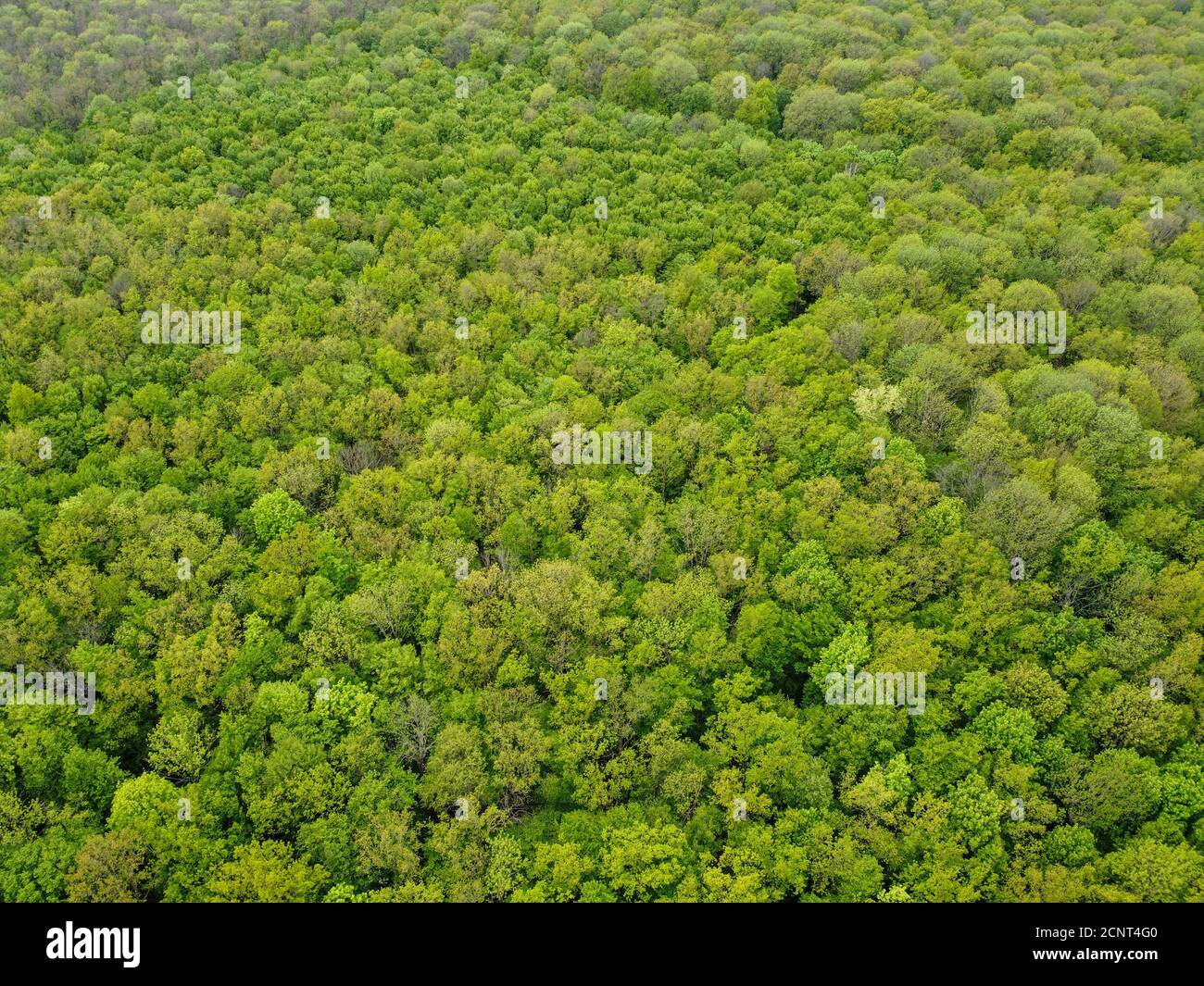 Vista dall'alto della foresta verde, vista aerea. Foto Stock