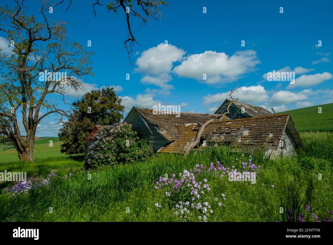 Fiori di flox che crescono accanto a una vecchia casa colonica abbandonata nella contea di Whitman, nel Palouse vicino a Pullman, Eastern Washington state, USA. Foto Stock
