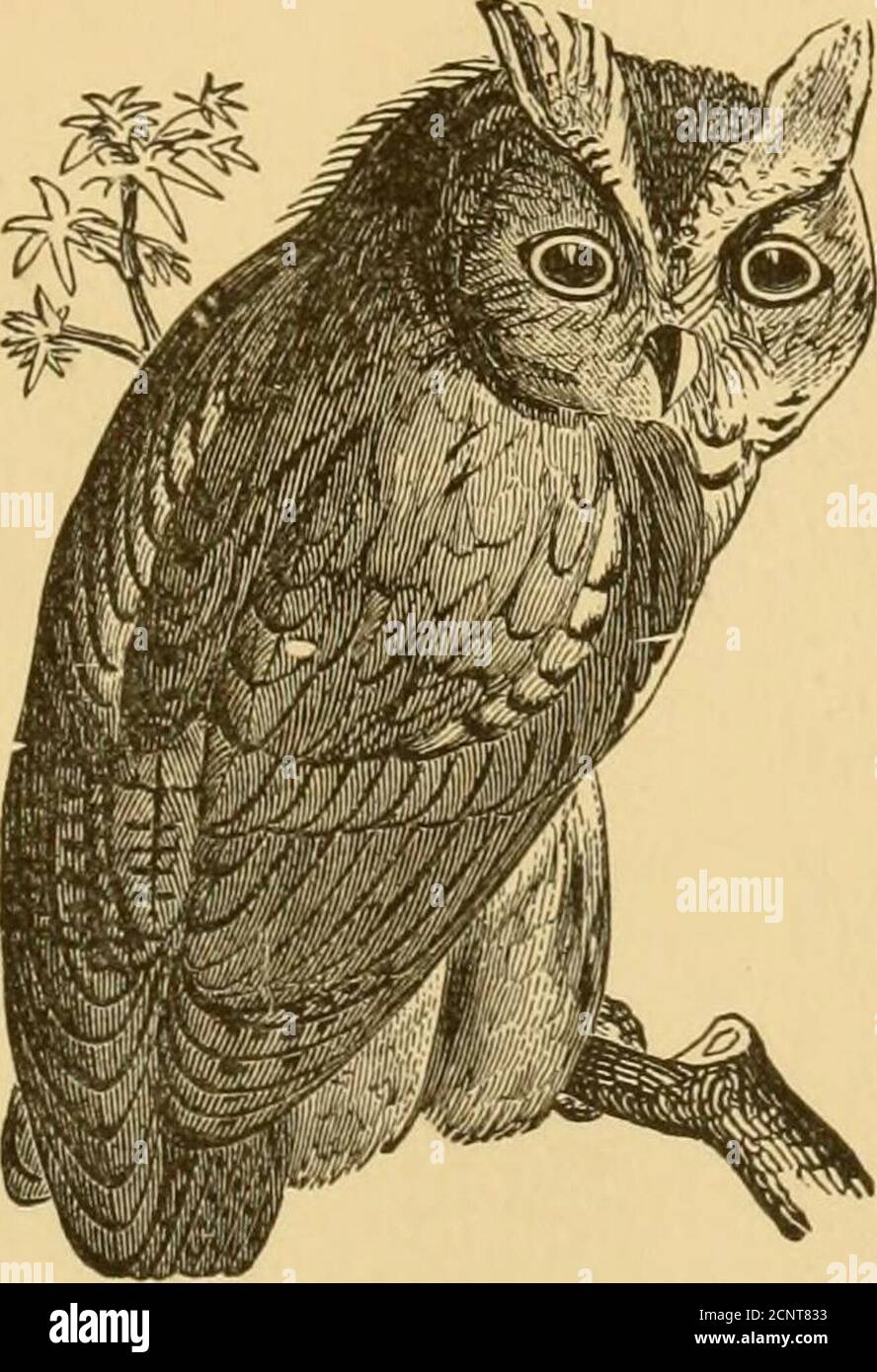 . Ornitologo e oölogist . LIBRARI O / O 7^ FONDATA NEL 1875. L'ORNITOLOGO E L'OOLOGIST.. VOL. VIII., 1883. UCCELLI: I LORO NIDI E UOVA. FXJULISHED DI JOSEPH M. ^^^ADE. BOSTON, MASSA. / •/S-SI&GT;-  /)R; DEDICATO ALLA MEMORIA DELL'IMMORTALE WILSON, DELL'ILLUSTRE AUDUBON E DEL DEVOTO NUTTALL. ^^5 ^ORNITOLOGO E OOLOGIST.^^^,R^^ ^ CONTENUTI DI VOL. VIII-1883. Aprile AValk, un Audubon 44 79 Back Volumes 96 Bendire, Cap Chas. E., U. S. A 22 etichette di uccello. Nuovi 96 brani di uccelli, Odd 28 Birds. Contributi all'anatomia di. . 55 Uccelli del Nord America, Giaspieri 38 Foto Stock