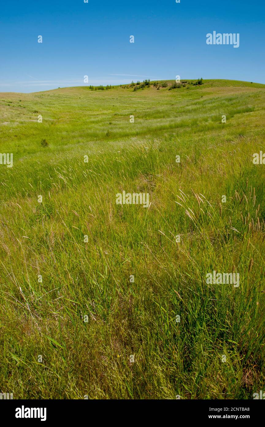 Un residuo di prateria originale vicino a Steptoe Butte nella Contea di Whitman nel Palouse, Washington state, USA. Foto Stock