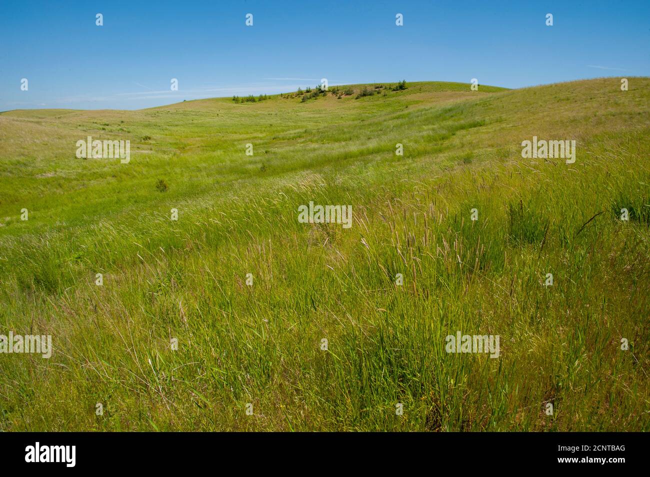 Un residuo di prateria originale vicino a Steptoe Butte nella Contea di Whitman nel Palouse, Washington state, USA. Foto Stock
