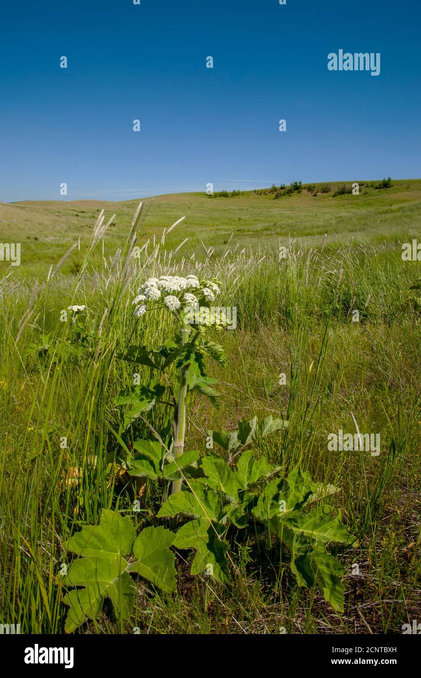 Un residuo di prateria originale con pastinaca di mucca in primo piano vicino a Steptoe Butte nella contea di Whitman nel Palouse, Stato di Washington, Stati Uniti. Foto Stock