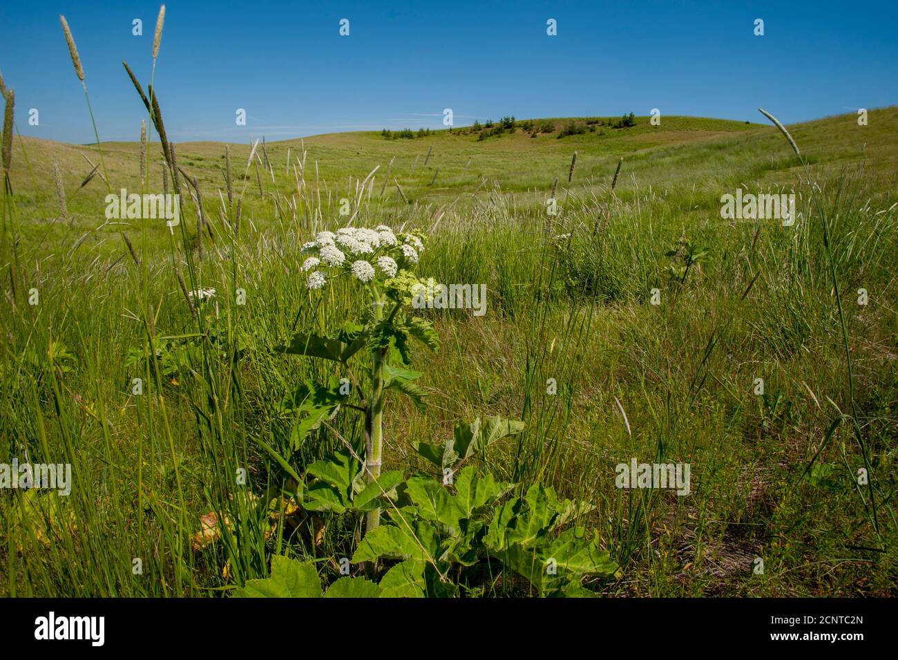 Un residuo di prateria originale con pastinaca di mucca in primo piano vicino a Steptoe Butte nella contea di Whitman nel Palouse, Stato di Washington, Stati Uniti. Foto Stock