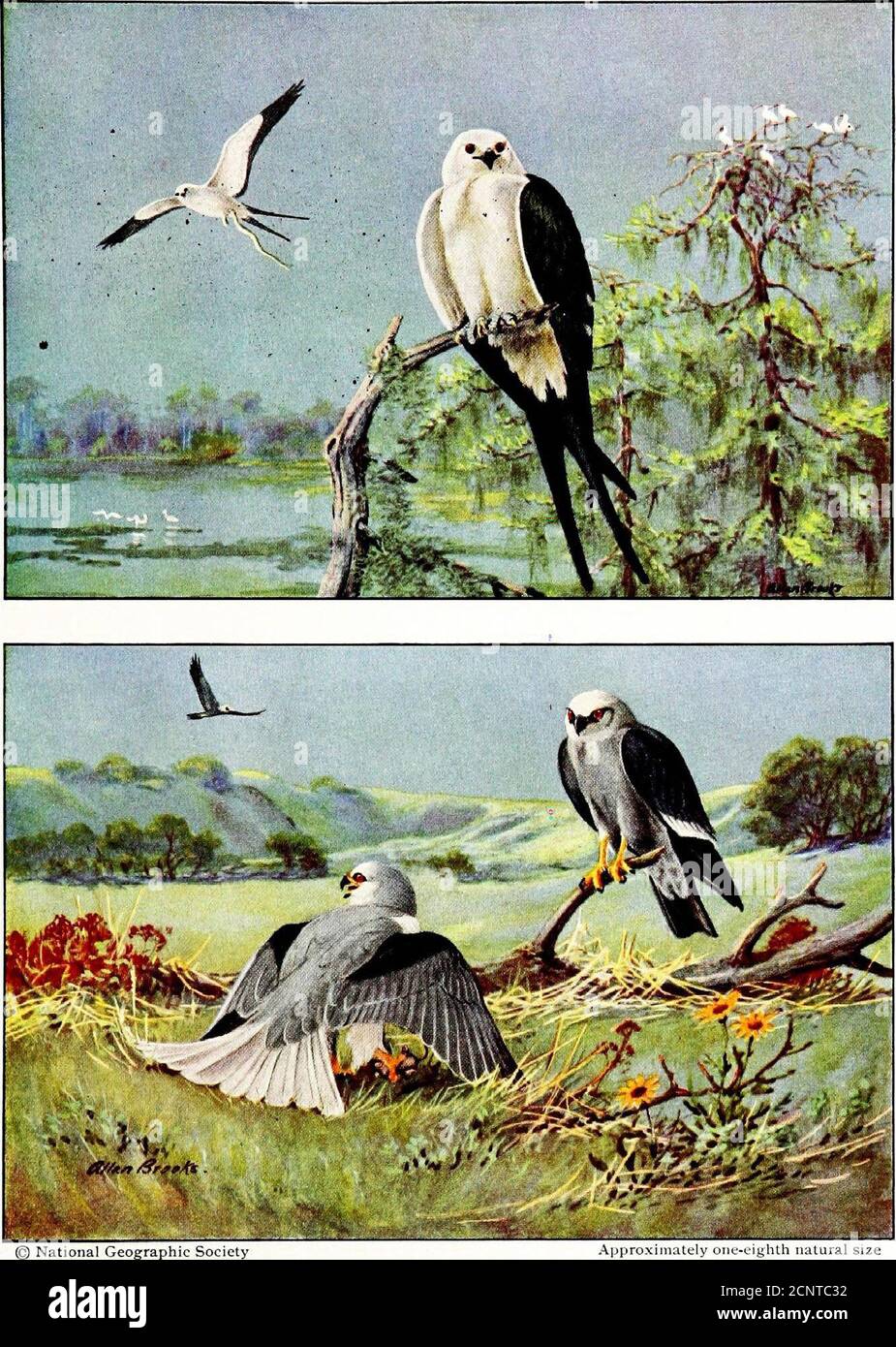 . Falconeria, lo sport dei re. Te-coda kite, in alimentazione, frre-quently hovers con rapidamente battendo alare un posto per parecchi minuti, guardare la vegetazione sotto da vicino, readyto rimbalza giù ogni volta che la preda appears.IT vive su piccoli serpenti, lucertole, rane, e insetti grandi, e sembra essere entirelybenefico. La nota di questo aquilone si dice essere un po' come quella del falco pescatore, ma terminando in un suono grattugnoso o grattugnoso. Il nido, costruito con ramoscelli e foderato con materiali morbidi, è posto da 25 a 50 feetfrom dal suolo. Le uova, che variano da tre a cinque, sono cremose, bianche, sinuose Foto Stock