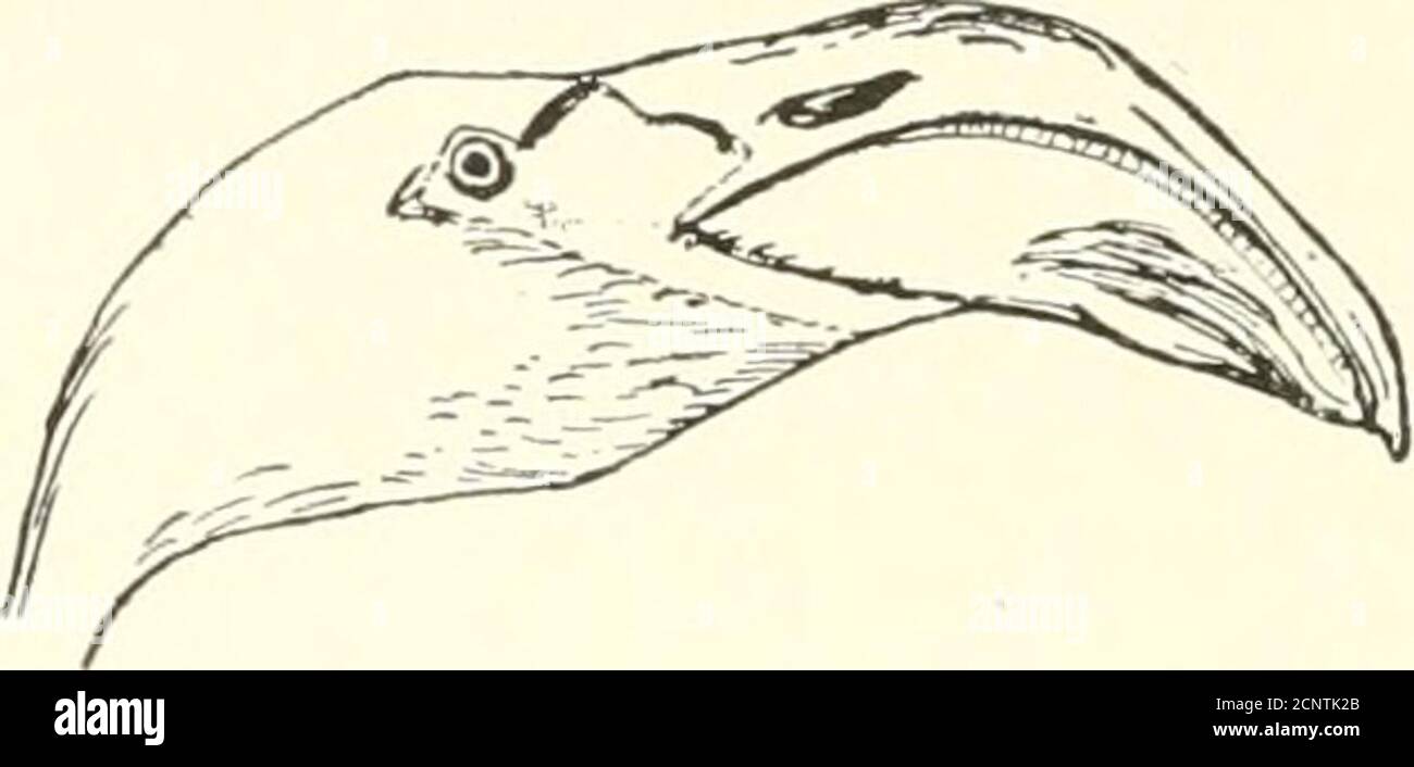 . Gli uccelli del Nord America orientale conosciuti per accadere ad est del meridiano diciannovesimo. . Bill, come la lama di un coltello, il mandil sotto)le tlie più lungo: ])luinage, l)mancanza sopra, whitewallow. Famiglia RHYNCHOPID-^. Skimmer. Vedere pagina 45. 14 GLI UCCELLI DELL'AMKRICA SETTENTRIONALE ORIENTALE. Becco, molto piegato, con dentature sul bordo. Grandi, alti uccelli Witli I0112; gambe di sabbia fine, di solito rosso o rosa. Famiglia PHCENICOPTERID/C. Fenicotteri Vedi pagina 85. .i. Becco, lungo e stretto, con dentellature sui bordi; punte, quattro, quelle anteriori, a nastro pieno; punta posteriore, con lap. Famiglia ANATID/C. Sottofamiglia M Foto Stock