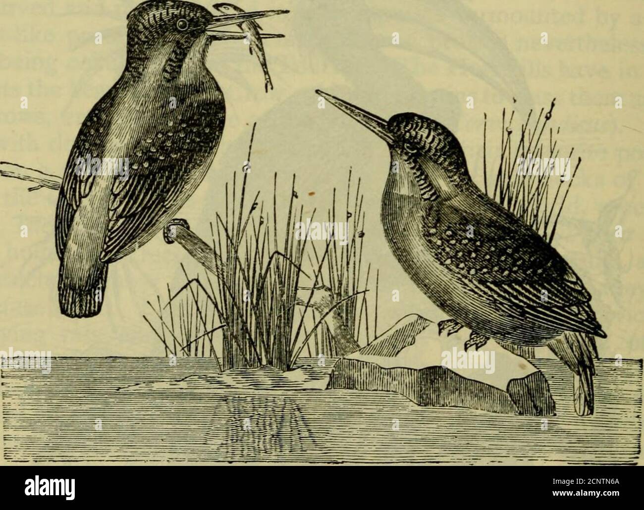 . Rettili e uccelli : un racconto popolare dei loro vari ordini, con una descrizione delle abitudini e dell'economia dei più interessanti . Fig. 180. – Rliinoceros Hornbill, è un piccolo uccello familiare, e spesso lascia che un uomo venga in piedi per ammirarlo prima di diventare allarmato. Tiene molto aboutthe case in parti di paese / aggiunge, vola lentamente, e probabilmente forse facilmente domato. Vive quasi interamente a terra, nutrendo insetti, che cattura nell'eveninsr. Costruisce il suo nido nei crepacci sul fiume 458 RETTILI E UCCELLI. Banche, o nelle rocce molli, in cui si increspa Foto Stock