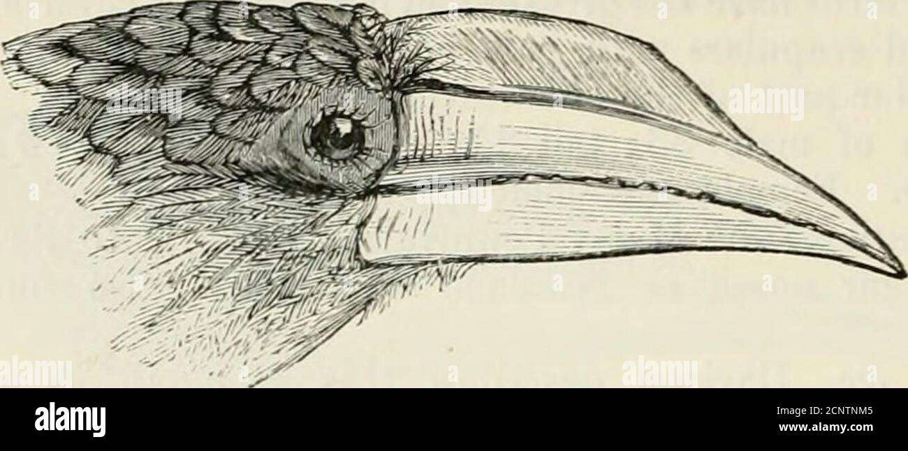 . La fauna dell'India britannica, tra cui Ceylon e Birmania . F. viii, pp. 194, 460, 462; ix, pag. 158.Ptilolaemus tickelli, Oyilvie Grant, Cat. B. M. xvii, pag. 392. 152 BLXEEOTID^. Colorazione. Maschio. Pumes su ogni lato della fronte rufous opaco;crouii e cresta nuchal marrone grigio scuro, le piume con strisce biancastre e bordi rufous ; posteriore, rump, coda-covers superiore, sca]julars, tertiaries, and wing-covers marrone scuro, largersecondari-covers pallido, primario-covers più grande, nero con la punta; primari neri, leggermente glossati, con punta^hite e con un ampio bordo esterno di sfoglia Foto Stock