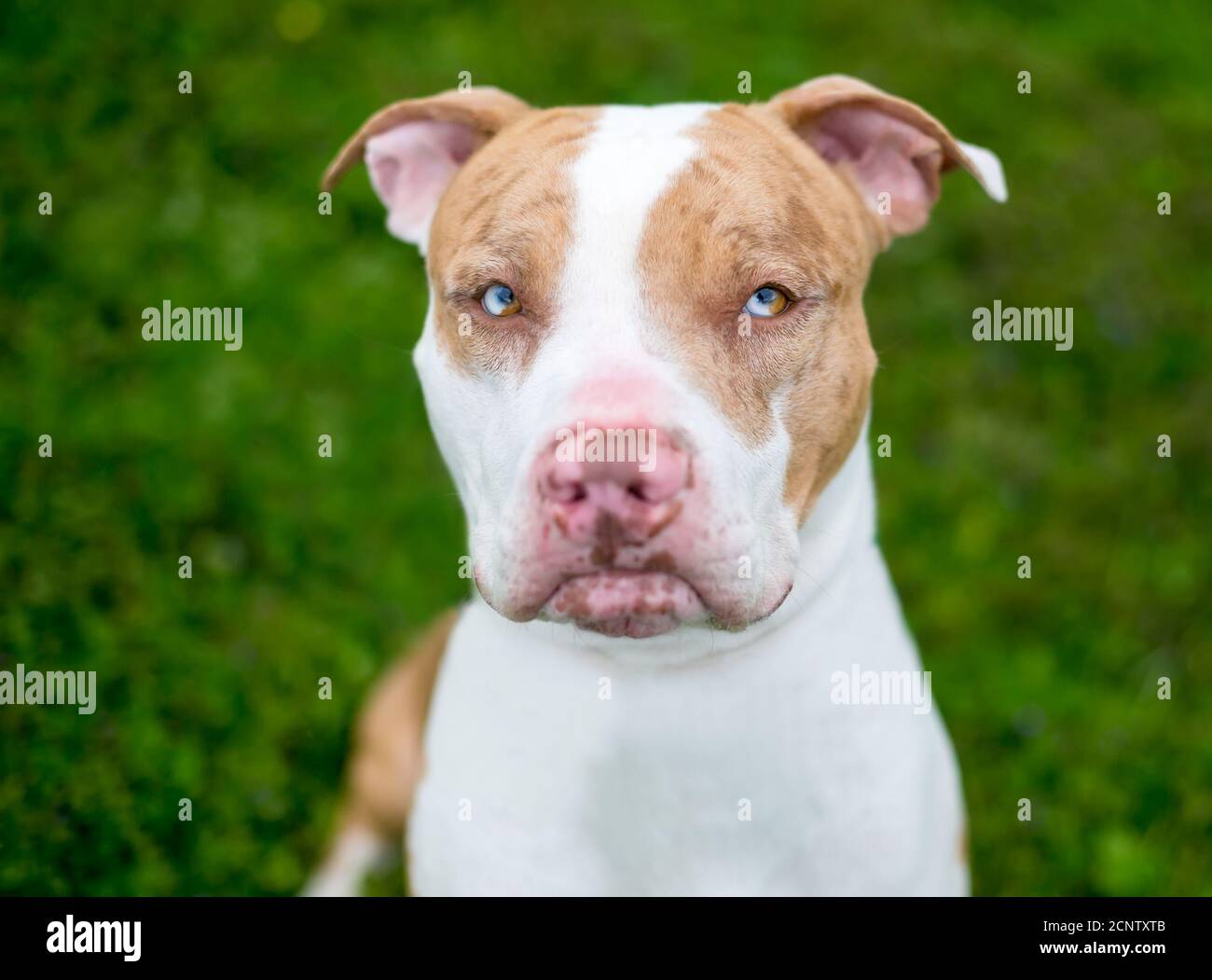 Un cane rosso Catahoula leopardo razza mista cane con settoriale eterocromia nei suoi occhi e un'espressione grumpia sul suo faccia Foto Stock