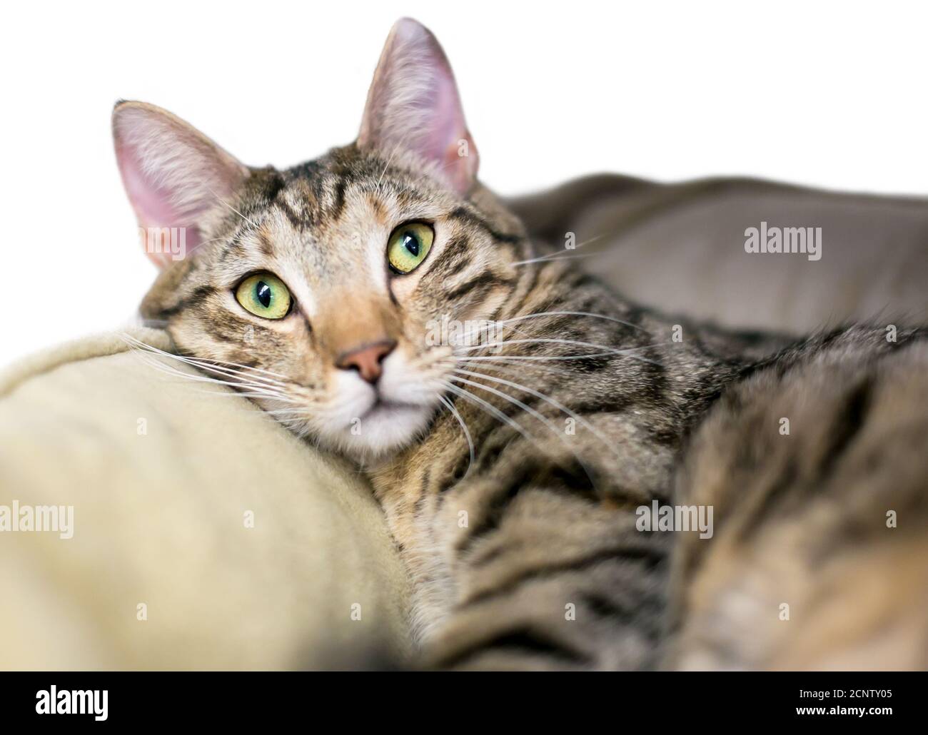Un gatto marrone tabby shorthair rilassante in un letto per animali domestici Foto Stock