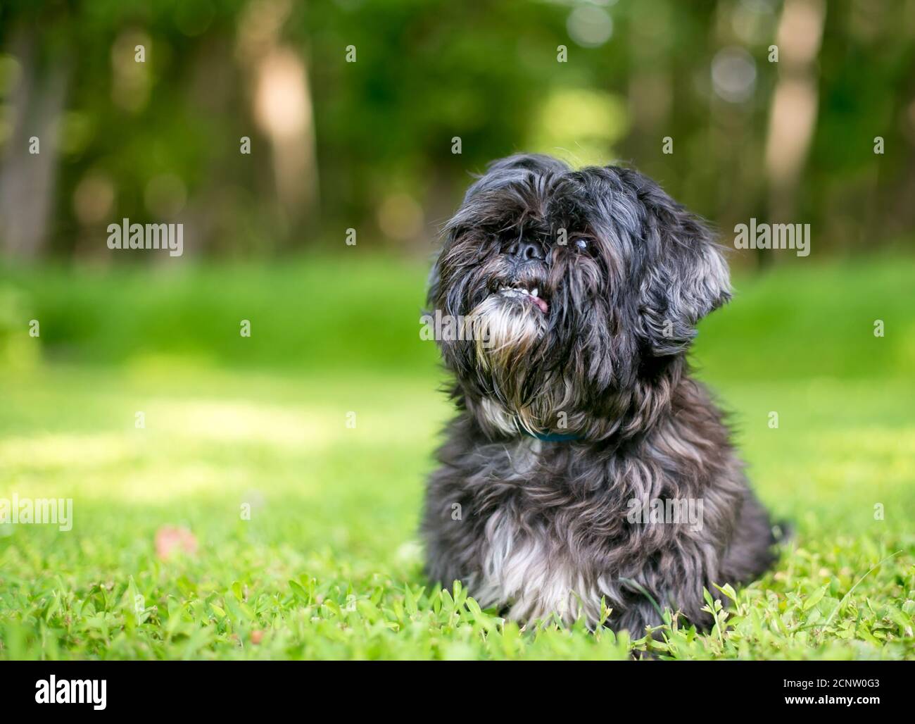 Uno scruffy Lhasa Apso razza mista cane seduta all'aperto e. guardando in alto Foto Stock