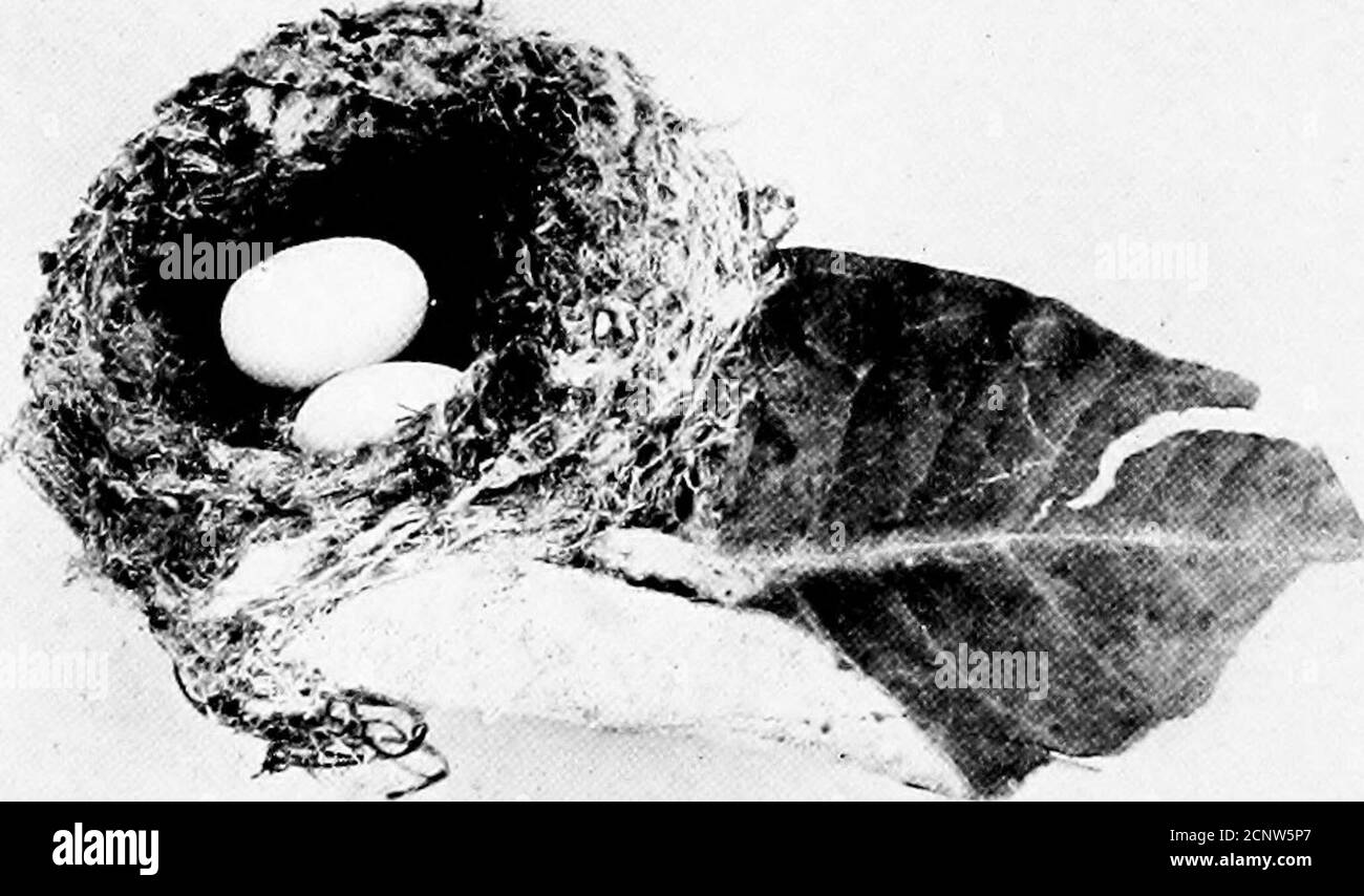 . Uova di uccelli del Nord America . 208 uova di uccelli del Nord America.. 430. Costa^Hummingbird. Calypte rmt^ Range. - Stati Uniti sudoccidentali; da nord a sud dello Utah; inverni a sud del nostro confine. -- ^-, più piccolo del thelast e con la corona del bothe e il gorget della gola, vio-let o ametista, le piume sui thesides del latterbing allungato. I loro nidi si sono aresituati nelle forcelle di branchesgenericamente vicino theground e sel-dom sopra i sei piedi da esso. Theyare fatto di plantdown con erbacce di shredsof, licheni di barkand lavorano-ed nelle parti laterali, e sono spesso foderati con piume morbide. Le due uova in media Foto Stock