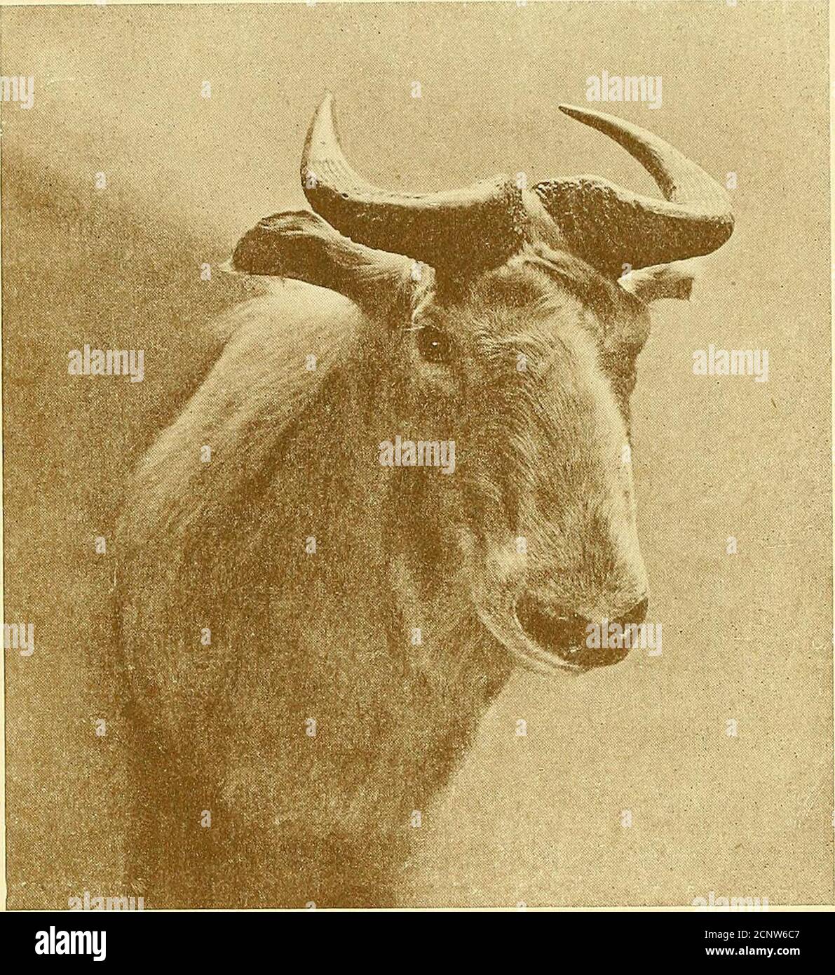 . Record di grande gioco con la loro distribuzione, caratteristiche, dimensioni, pesi, e le misure di corno & tusk . White-Maned Serow. Foto di G. Fenwick-Owen. SEROW CON MANICHE BIANCHE (Capricornis argyrochcetes). Una grande specie di un colore grigio rufoso mescolato, con più o meno bianco nella manna e le cosce, e interi degli arti rufous.weight, circa 250 lbs (G. Fenwick-Owen). Distribuzione.: Sze-chuan, Kan-su e Shen-si. Lunghezza su curva fronte-circolo. Inferenza. 9t9tt-9i ll9 71 5f 7HA%4i Punta a Punta. 44Ai 2g Locality.Sze-chuan . Do.W. Kan-su . Proprietario. British Museum (il tardo J. W. Brooke). Pari Foto Stock