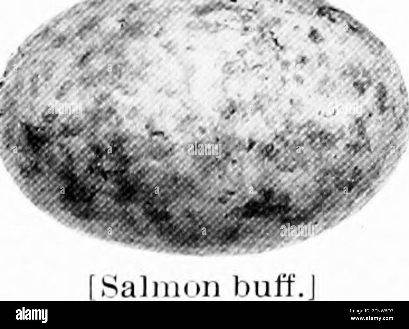 . Uova di uccelli nordamericani. E macinato ai piedi di un albero di quercia sul lato di una collina. Collettore, F. M. Palmer. 419. Merrill Parauque. Xyctidromiis (tlbirolis incrrilli. Range. - Messico, a nord del Rio Grande inferiore nel Texas meridionale. .. .;•.,.- ,^ questa specie ha la stessa lunghezza della vedova di Chuck-Wills-, ma non è costruita come stoutly ed ha una coda di slightlylonger. Si può distinguere da qualsiasi altra della famiglia per la sua coda, la piuma esterna sul fianco della barca essendo nera (o bruno sbarrata con la femmina nera), anti i due successivi avendo estremità bianche quasi metà della loro lunghezza. Le loro uova ar Foto Stock