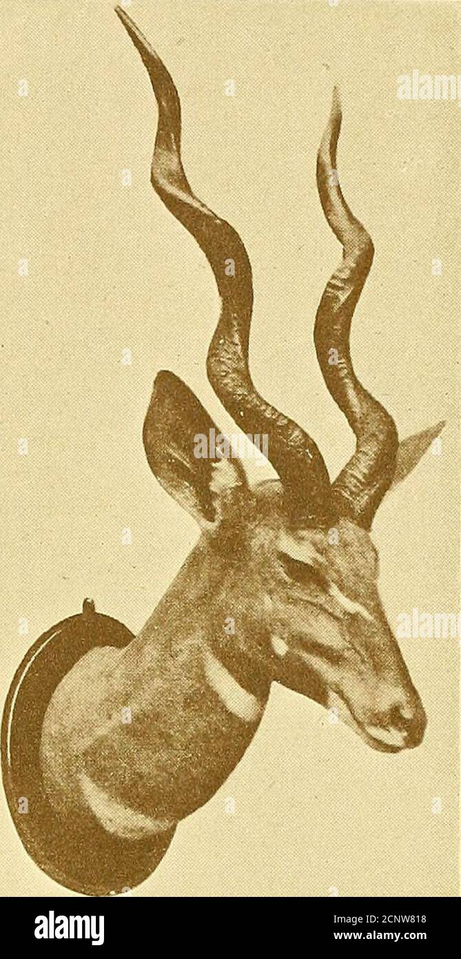 . Record di grande gioco con la loro distribuzione, caratteristiche, dimensioni, pesi, e le misure di corno e crepuscolo . i3i Somaliland . P. K. Glazebrook. 53i 35 9l 27i do. H. J. T. HAMER. 53 4ii 1 47i Lago Rudolf. E. burro. 53 38| 94 29 Sudan . Conte di Kingston. 53 391 11 7137s Lago di Baringo . Cap W. H. Nicolson. 53 36i 10 85 Sudan . Capt. G. Stewart. 52? 39l io* 36 Africa Orientale . Cap D. I. Shuttleworth. 52* 39i n£ 28 do. Plon. Walter Rothschild. 52 37i ui 3II do. Baron Maurice de Rothschild 5i| 39i ioJ 26| Do. Duchessa di Sutherland. 5IL 40 10 42 Sudan . Lieut.-Gen. Mahon 5il 36* Foto Stock