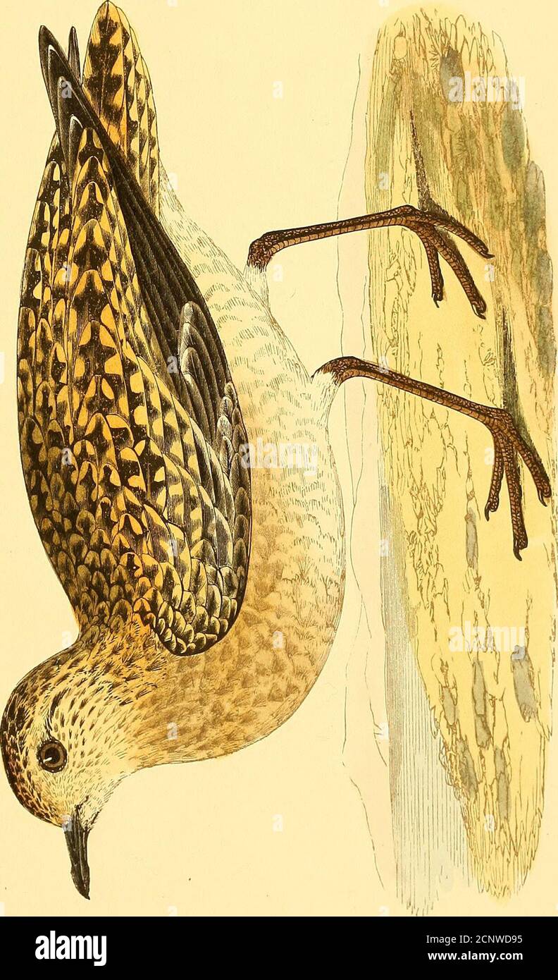 . Una storia degli uccelli d'Europa, non osservata nelle isole britanniche . hich è il più lungo nelle vittorie:. AMANTE DORATO ASIATICO, Charadrius fulvus. Charadrius fulvus, Gmelin; Syst. NAT. i., pag. 687, (1788.) Pluvialis, Pallas; Zoog. Ross. AS., ii., pag. 141, (1811.) Jardine; 111. ORN., pi. 85, (1830.) pluvialis orientalis, Schlegel; Faun. Japon., pag. 106, (1842.) Pluvialis longipes, Temminck. Bonaparte; compl. Rend., 1856, pag. 417. Caratteri specifici. - da distinguere sempre dalla pluvialis per le sue dimensioni ridotte, le gambe relativamente più lunghe e i grigi invece degli assillari bianchi. Questo spe molto distinto Foto Stock