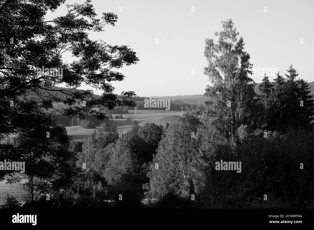 Scala di grigi di alberi lungo un fiume Foto Stock